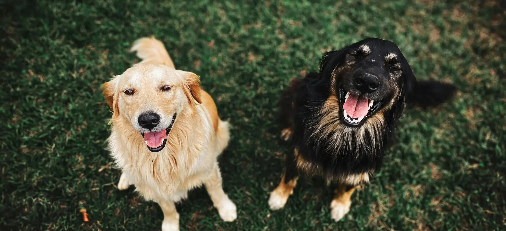 dogs outside in Portland